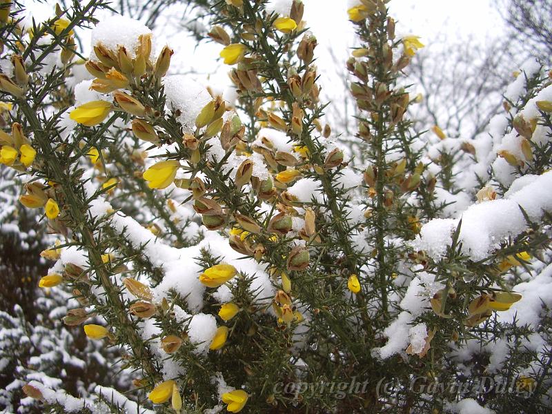 Snow and heath, Blackheath IMGP7556.JPG